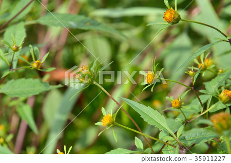 Plant: American Sendangsakushi family Plant: American Sendangsakushi family 35911227