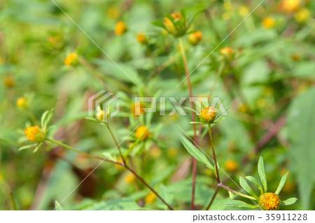 Plant: American Sendangsakushi family 35911228