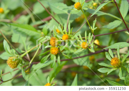 Plant: American Sendangsakushi family 35911230