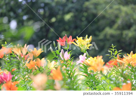 Tourizawa Yuuri花園五顏六色的百合 Tourizawa Yuuri花園五顏六色的百合 35911394