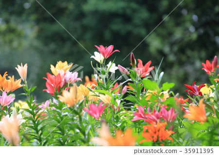 Tourizawa Yuuri Garden Colorful Lily Tourizawa Yuuri Garden Colorful Lily 35911395