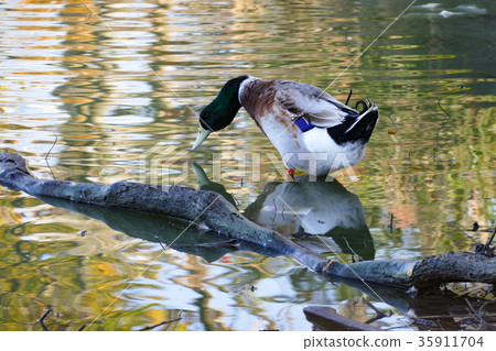 Mallard 35911704