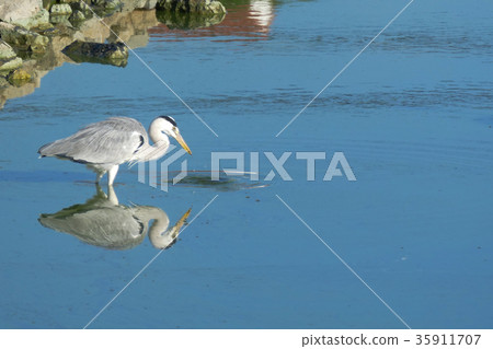 Gray heron 35911707