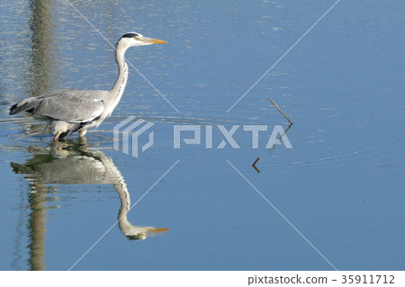 Gray heron 35911712
