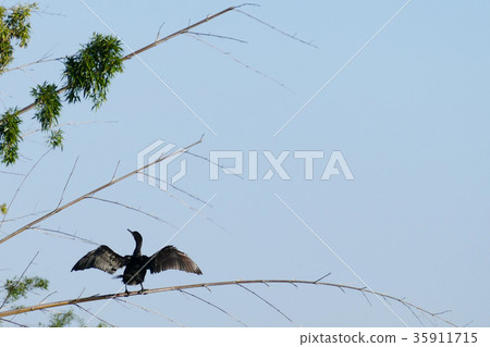 Cormorant 35911715