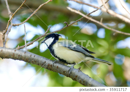 Great tit 35911717