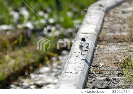 Hakusekirei 35911724