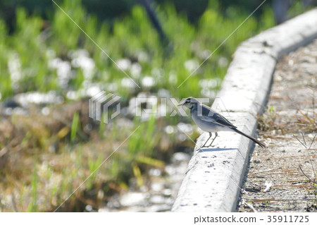 Hakusekirei 35911725