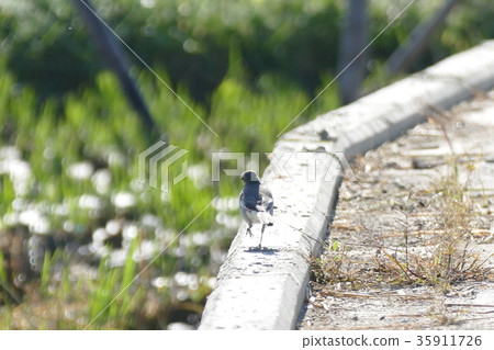 Hakusekirei 35911726