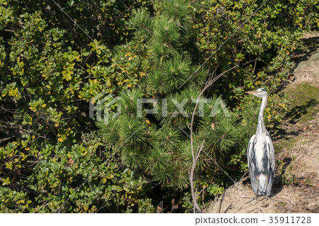 灰鷺 35911728