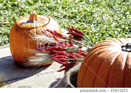 萬聖節花園 35911875