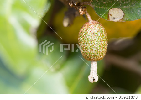 粘性的 粘性的 35911878