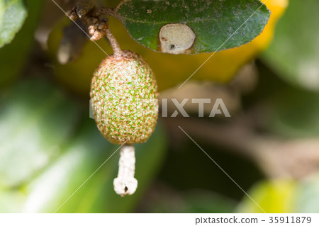 粘性的 粘性的 35911879