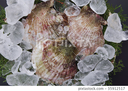 scallop 35912517