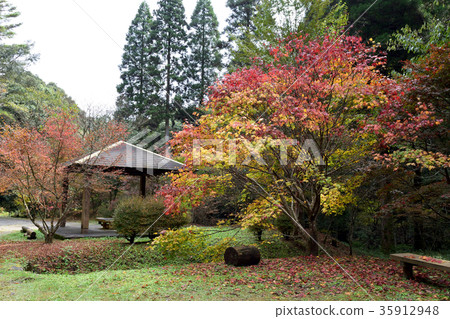 Eternal forest Eternal forest 35912948