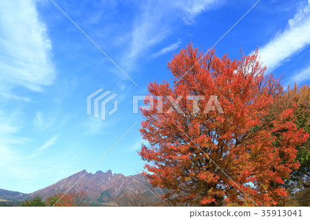 Nekodake and autumn leaves 35913041