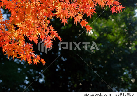 Temple 1 maple 35913099