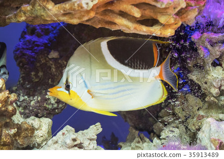 Tropical fish Butterflyfish Chaetodon ephippium Tropical fish Butterflyfish Chaetodon ephippium 35913489