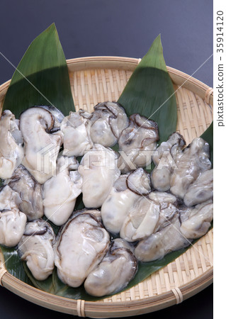 Oyster Oyster 35914120