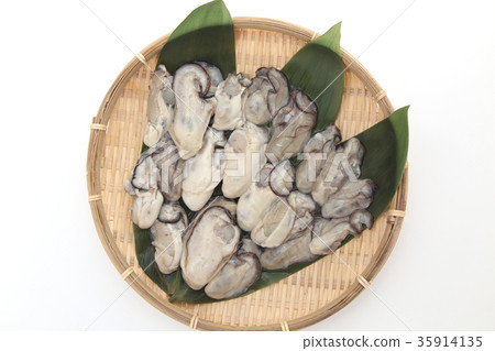 Oyster Oyster 35914135