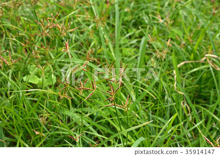 植物：Kayatsurigusa 35914147