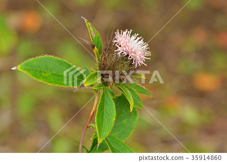 Plant: Okera family Plant: Okera family 35914860