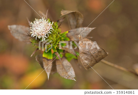 Plant: Okera family Plant: Okera family 35914861