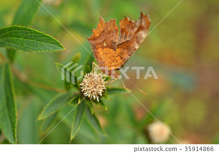 昆蟲：N科，N科植物：細葉菊科 35914866