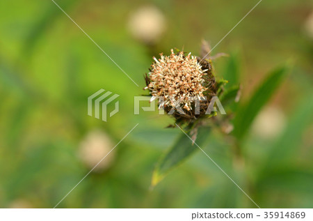 植物：細竹小菊菊家族 35914869