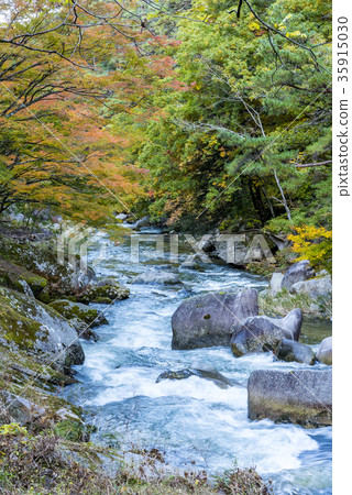 Yamanashi Prefecture Shosenkyo in autumn 35915030