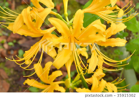 植物：Shokishinsen Higanbana家族 35915302