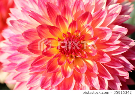 Dahlia Dahlia 35915342