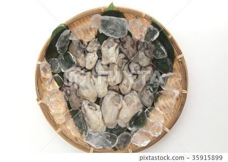Oyster Oyster 35915899