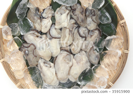 Oyster Oyster 35915900