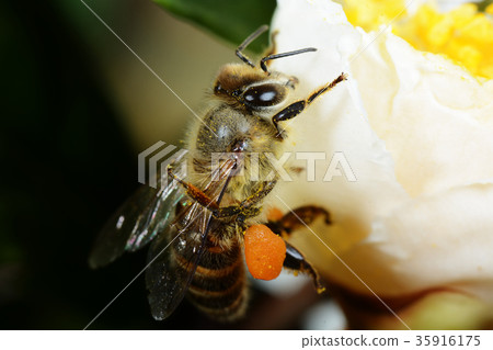 Japanese bee Japanese bee 35916175