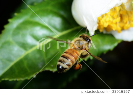 蜜蜂 35916197