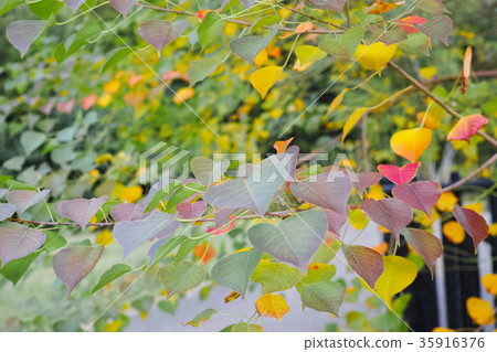 南京陰霾樹秋葉 35916376