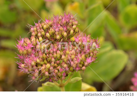 植物：Benvenaceae科 35916418