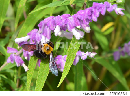 Insects: Bees Bees Plants: Mexican bush sage Insects: Bees Bees Plants: Mexican bush sage 35916884