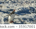Ringing penguin 35917001