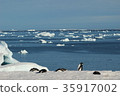 Penguin and the Antarctic Sea 35917002