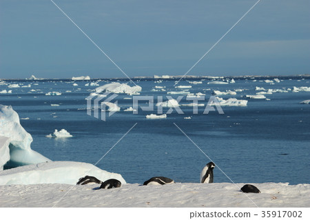 Penguin and the Antarctic Sea 35917002
