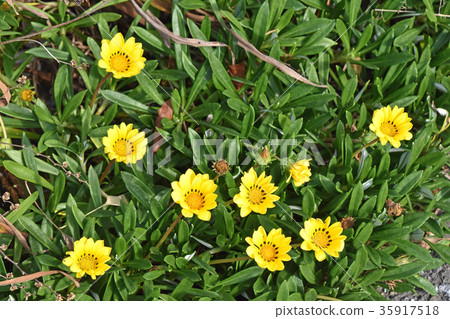 雜色菊(獎牌菊花) 雜色菊(獎牌菊花) 35917518