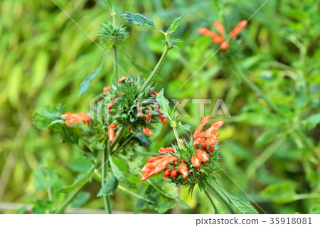 植物:Ceccaniidae Labiatae 植物:Ceccaniidae Labiatae 35918081