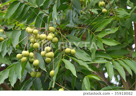 樹：Muromiaceae 35918082