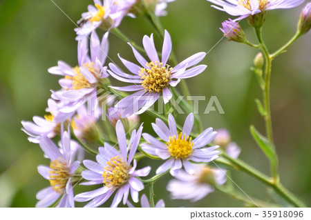 植物:Sion asteraceae 植物:Sion asteraceae 35918096