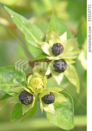 Oshiloven seeds 35918731