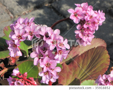 喜馬拉雅Yukinoshita開花 喜馬拉雅Yukinoshita開花 35918852