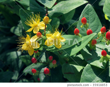 Hiperam和Androsaam 35918853