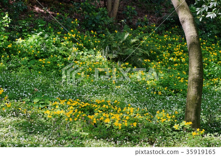 Nirinso and Yakibukiso 35919165